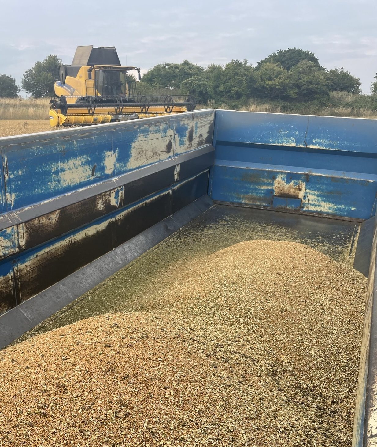 Organic Wheat