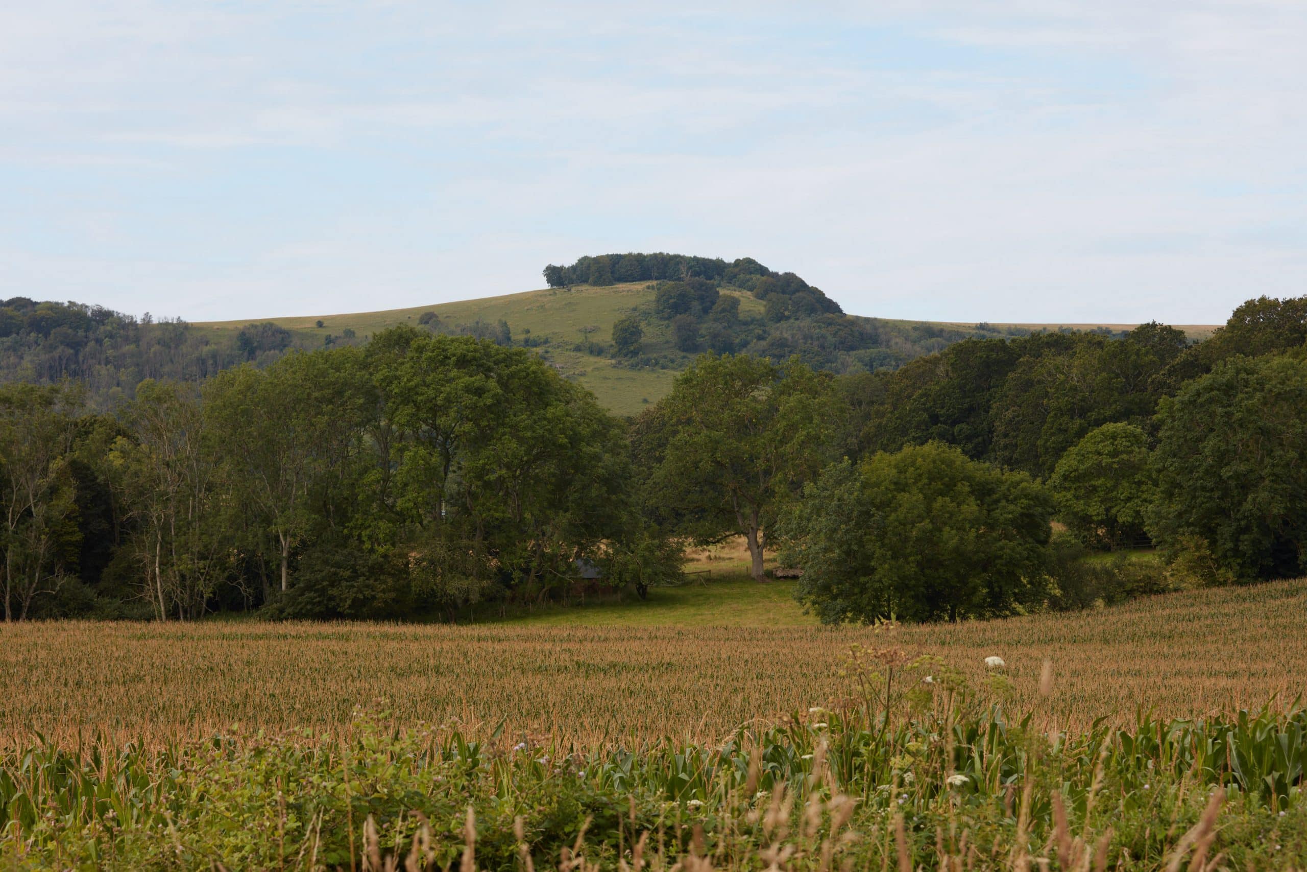 Chanctonbury Ring on Wiston Estate