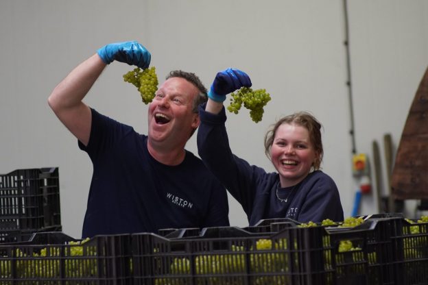 Wiston Estate Grape Harvest near the South Downs National Park