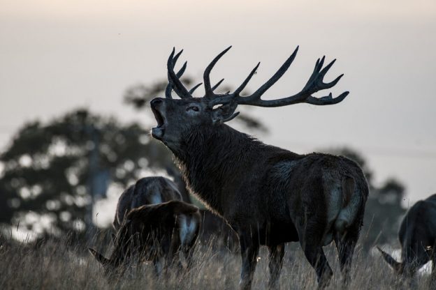 Knepp Estate Safari tour - photo taken from knepp website