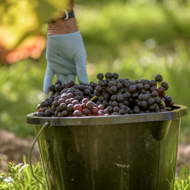 Wiston Estate English Sparkling Wine, grape varieties. 