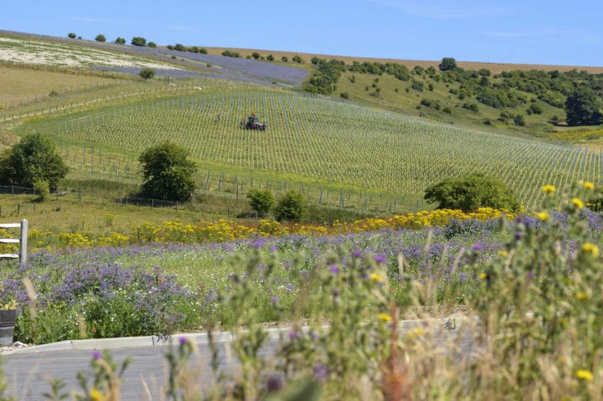 Winemaker Marcus Rayner Ward 