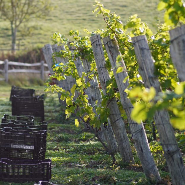 Pinot Noir at Wiston Estate
