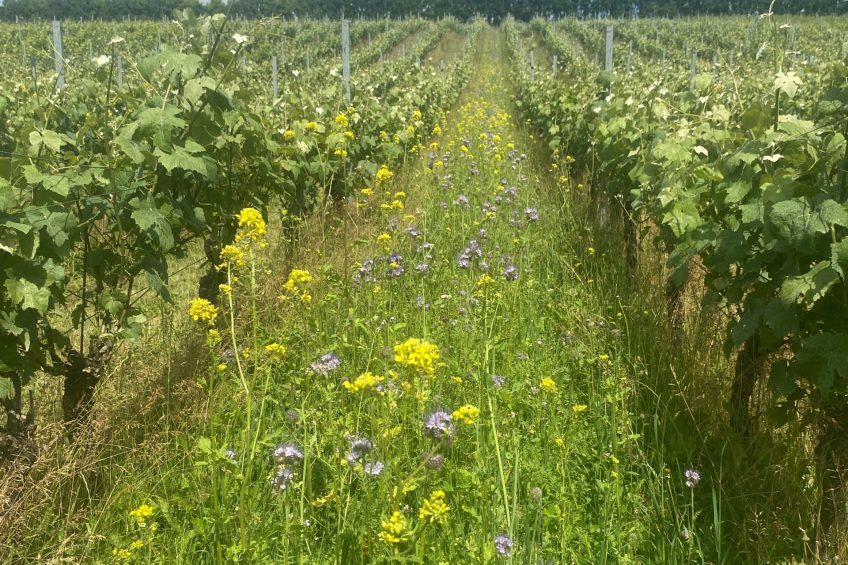 The Cover Crops being planted