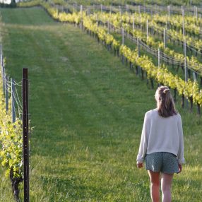 Wiston Estate Sundowner Safari wine tour and dinner, south downs tours