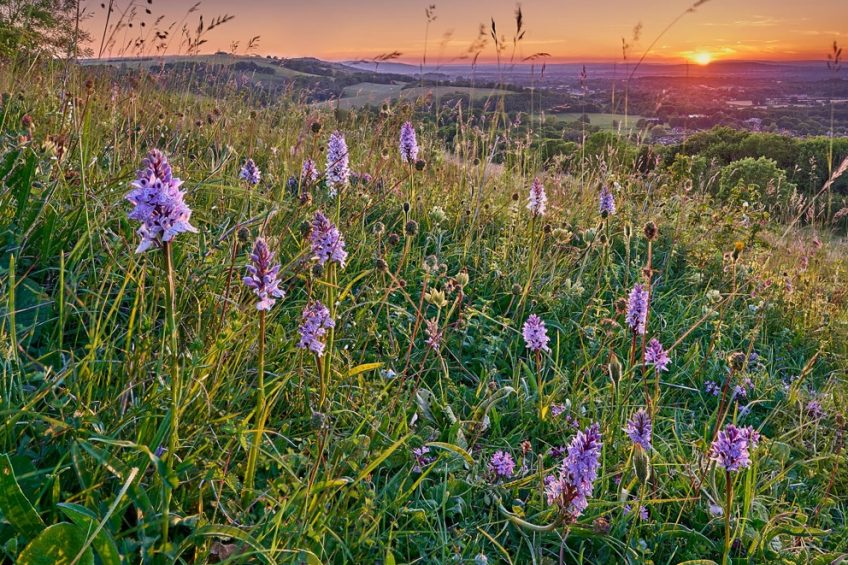 Chalk Grassland, Wiston Estate
