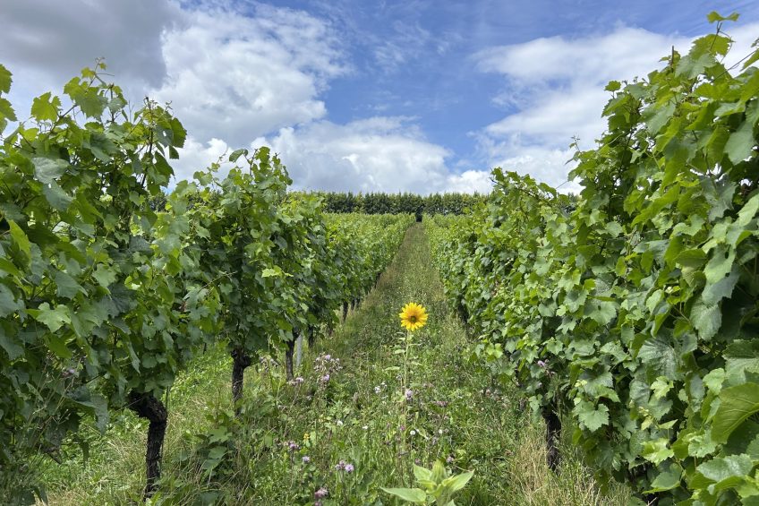 The vineyard at Wiston Estate