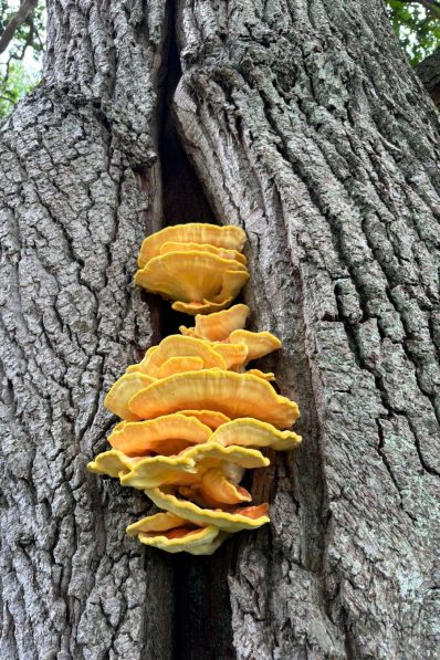 Chicken of the Woods