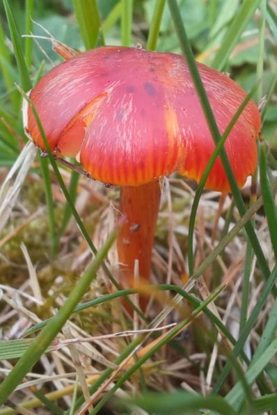 Blackening Waxcap