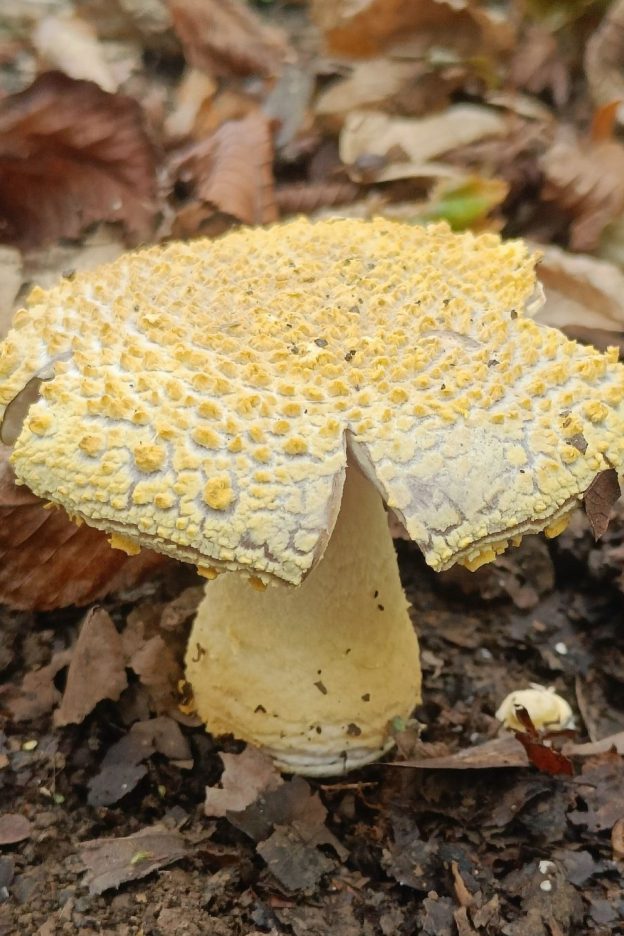 yellow Franchet’s Amanita