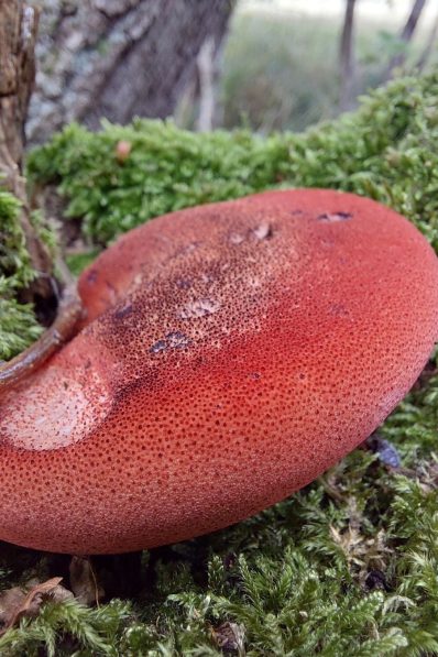 Beefsteak Fungus