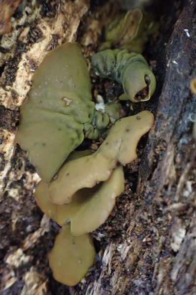 Flea's Ear Fungi