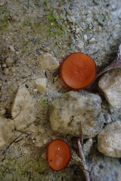 Orange Peel Fungi