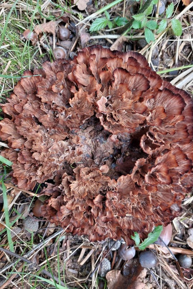 Zoned Rosette