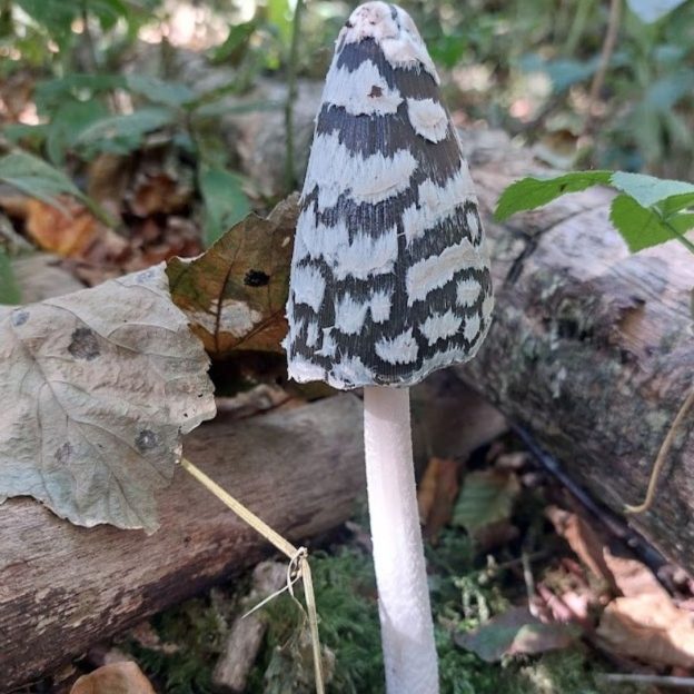 Magpie Inkcap
