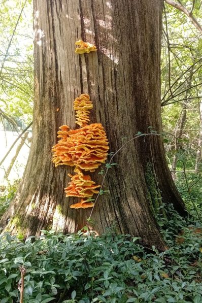 Chicken of the Woods