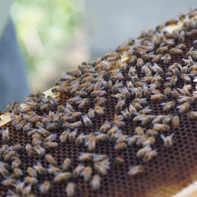 Wiston Estate - Award Winning English Sparkling Wine