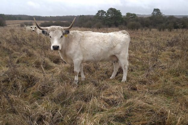 Winter cow