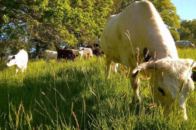 May cows