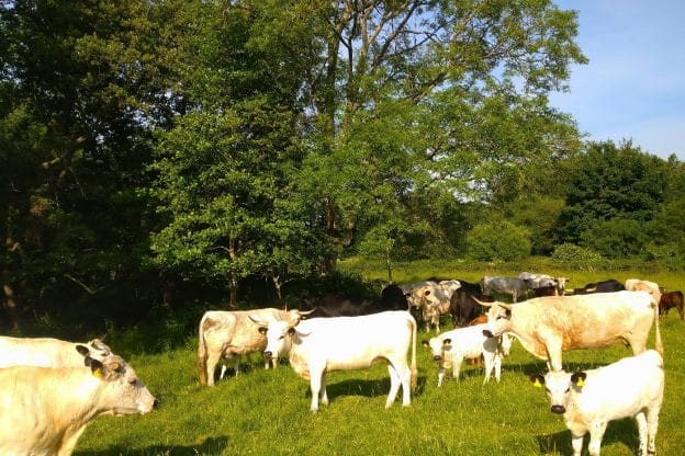 Happy cows