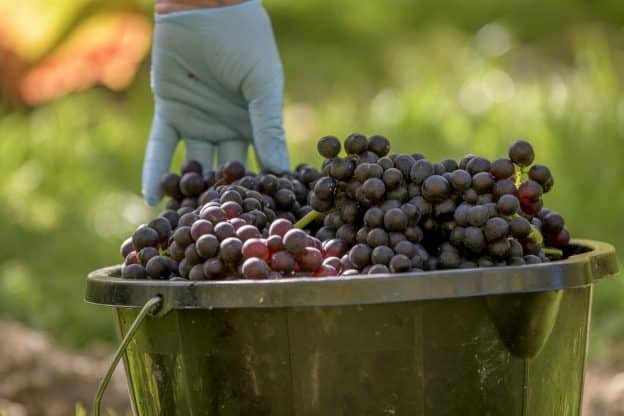 2022 HARVEST REPORT
