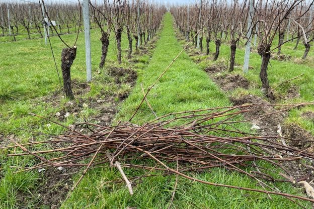 Pruning season, Wiston Estate, West Sussex