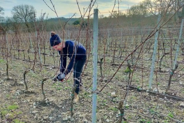 Tom pruning in the vineyards at Wiston Estate, West Sussex