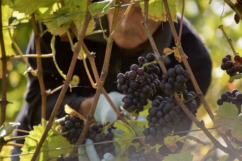 The Vines