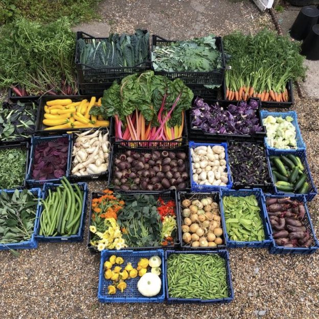 Wiston Walled Garden vegetables 